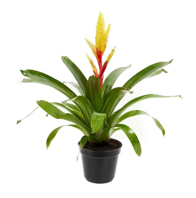 گل ورزیا (شمشیر آتشین)